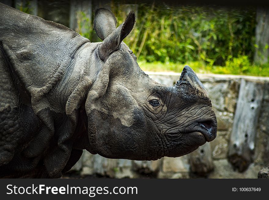 Rhinoceros, Fauna, Terrestrial Animal, Horn