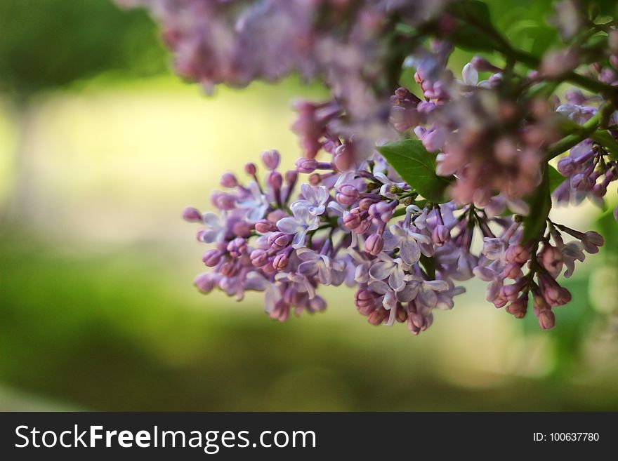 Branch, Lilac, Flower, Spring