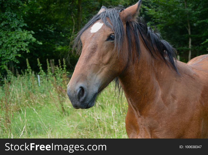 Horse, Mane, Pasture, Bridle