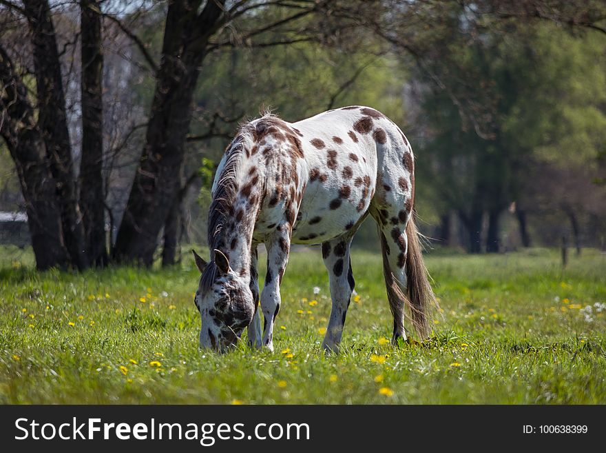 Grassland, Pasture, Horse, Grazing