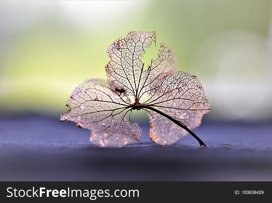 Leaf, Macro Photography, Close Up, Water