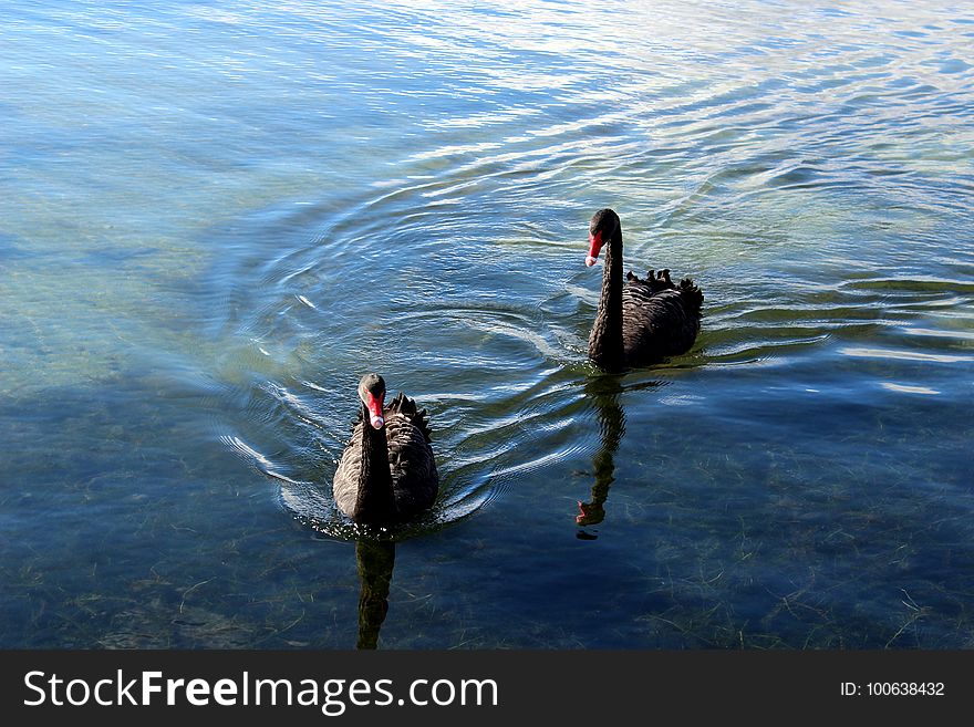 Water, Water Bird, Bird, Ducks Geese And Swans