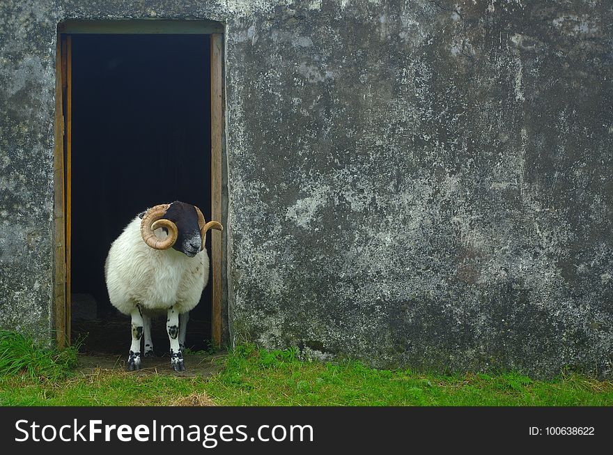 Sheep, Fauna, Grass, Snout