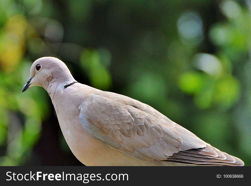 Bird, Beak, Fauna, Pigeons And Doves