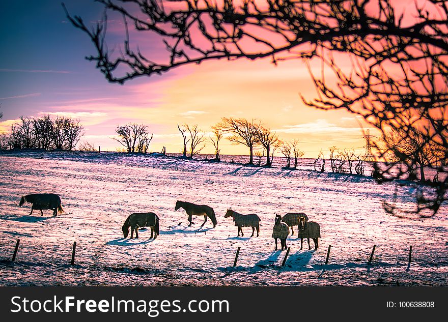 Sky, Tree, Winter, Wildlife