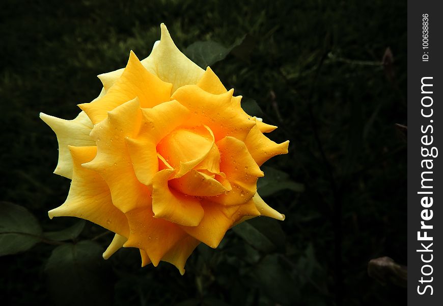 Flower, Yellow, Flora, Rose Family