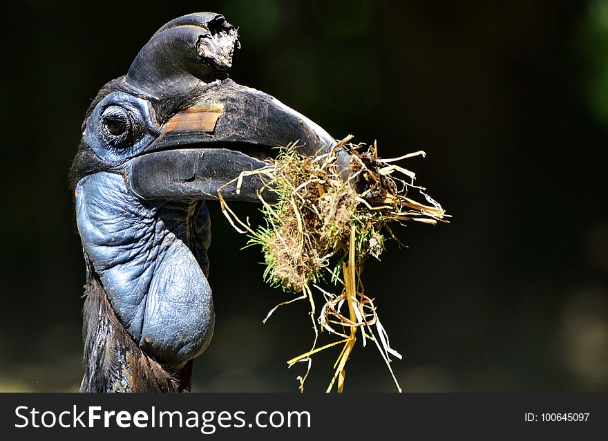 Bird, Beak, Organism, Plant