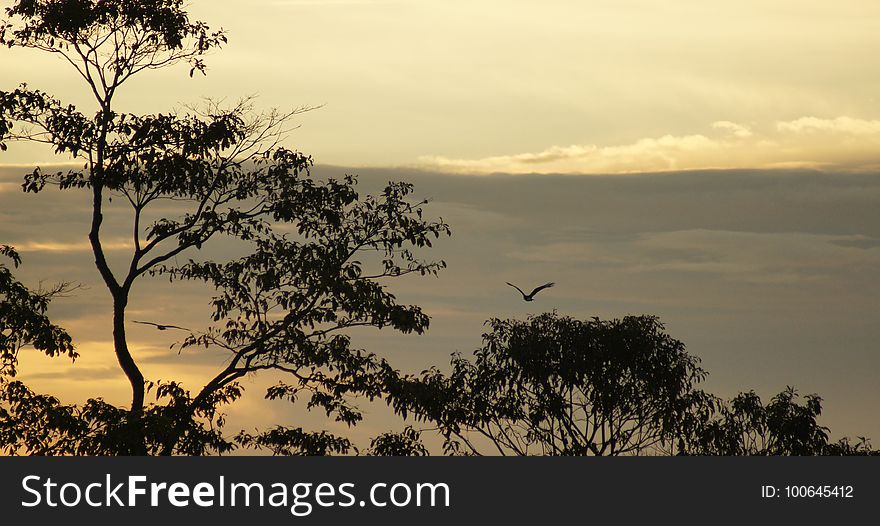 Sky, Ecosystem, Savanna, Branch