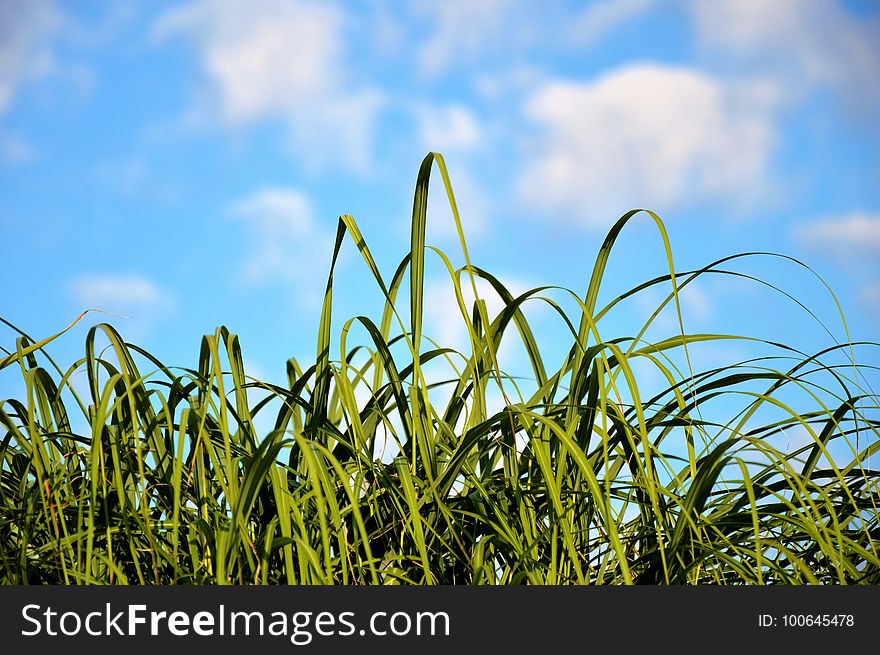 Sky, Grass, Field, Crop
