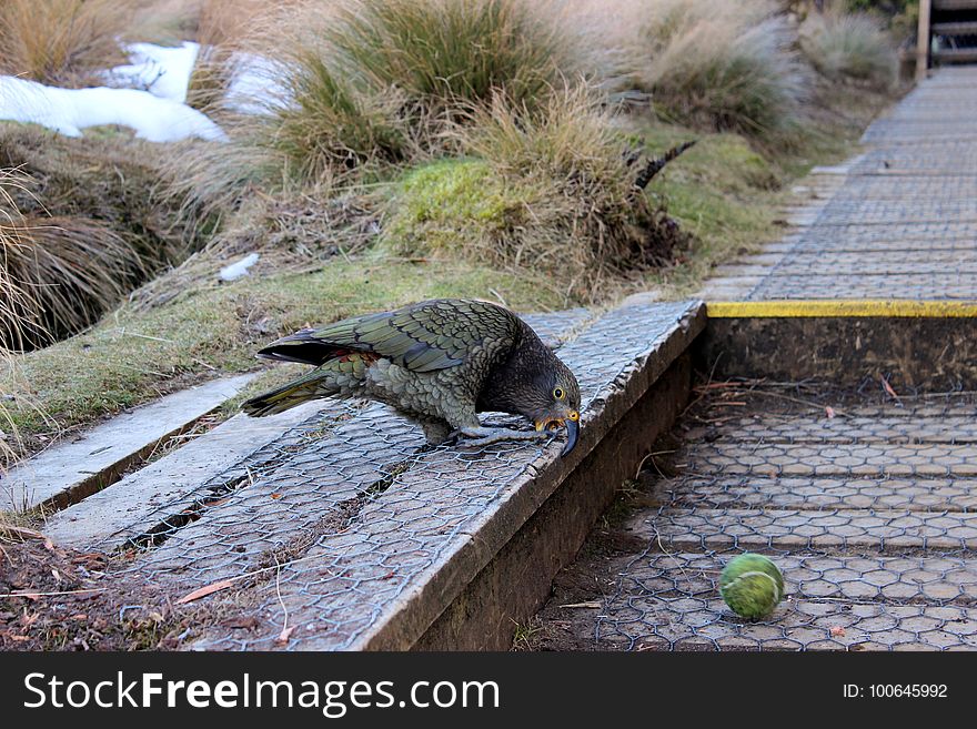 Fauna, Grass, Wildlife, Crocodilia