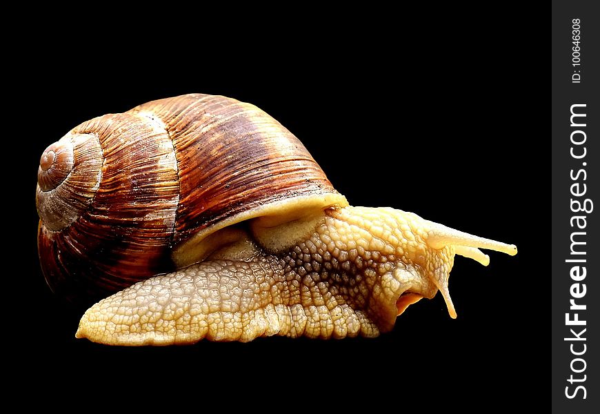 Snails And Slugs, Conchology, Molluscs, Snail