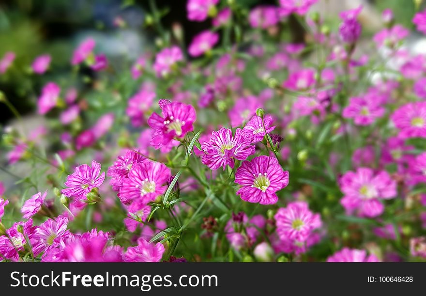 Flower, Plant, Pink, Flora