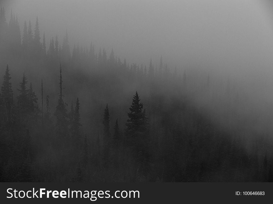 Fog, Mist, Black And White, Atmosphere