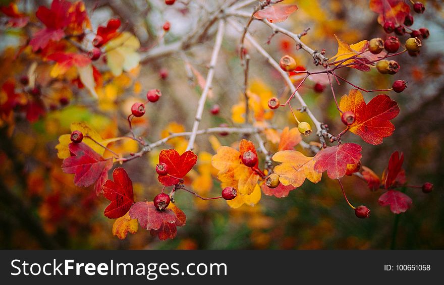 Autumn, Leaf, Flora, Spring