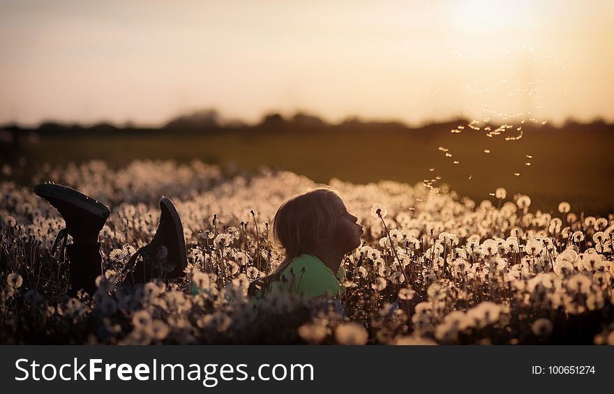 Field, Sky, Grass, Morning