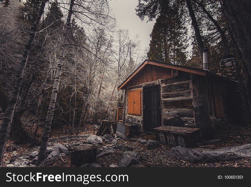 Shack, Log Cabin, Tree, Woodland