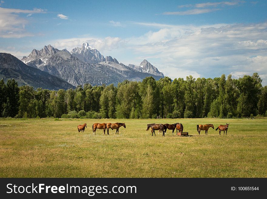 Grassland, Pasture, Ecosystem, Mountainous Landforms