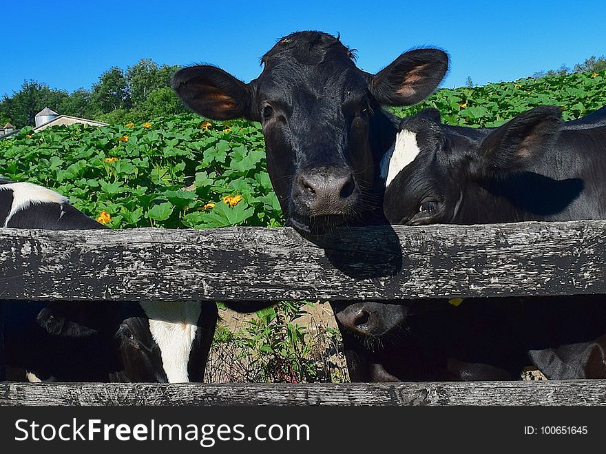 Cattle Like Mammal, Fauna, Dairy Cow, Grass