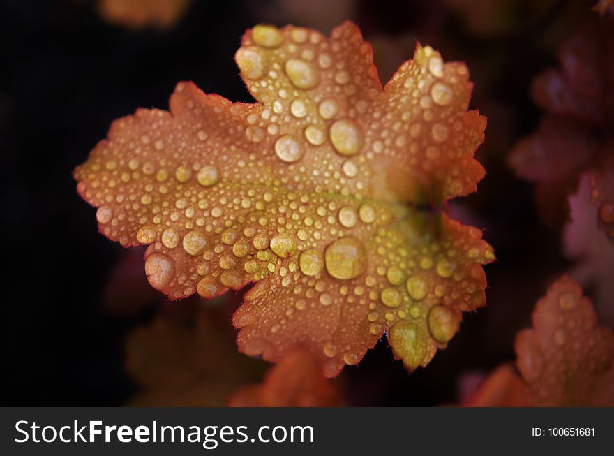 Close Up, Macro Photography, Coral, Leaf