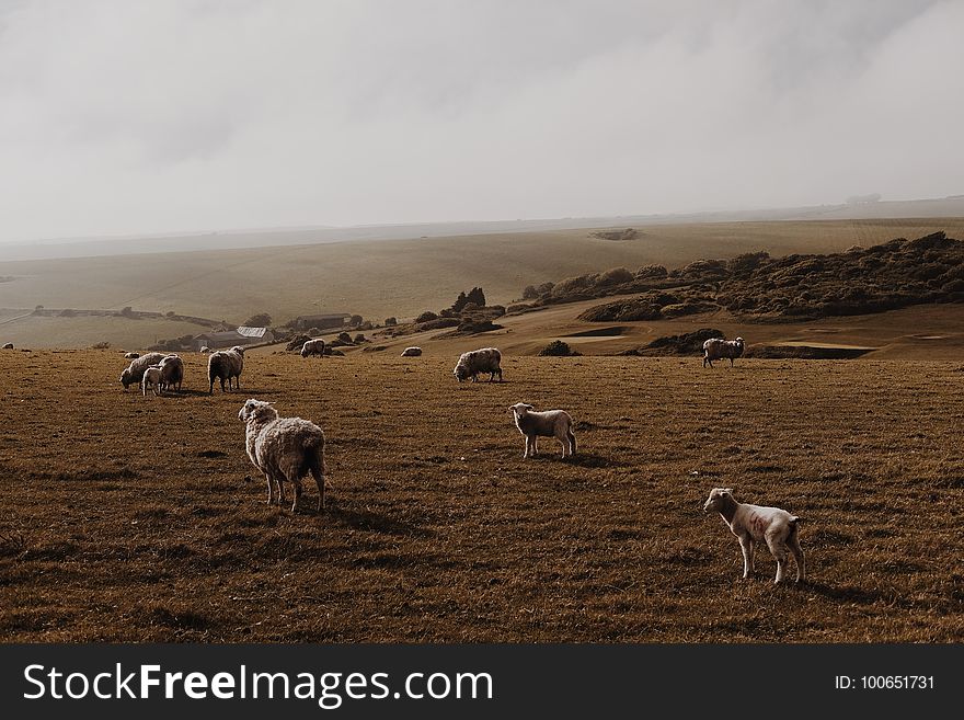 Herd, Ecosystem, Grassland, Highland