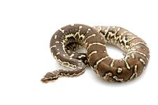 Angolan Python Stock Photography Angolan Python Stock Photography