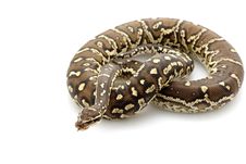 Angolan Python Stock Photography Angolan Python Stock Photography