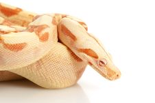 Sunglow Columbian Red-tailed Boa Stock Image Sunglow Columbian Red-tailed Boa Stock Image
