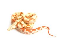 Sunglow Columbian Red-tailed Boa Stock Photography