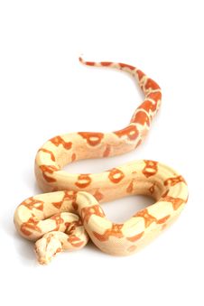 Sunglow Columbian Red-tailed Boa Stock Photo