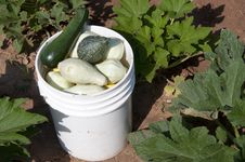 Bucket Of Squash Royalty Free Stock Photography Bucket Of Squash Royalty Free Stock Photography