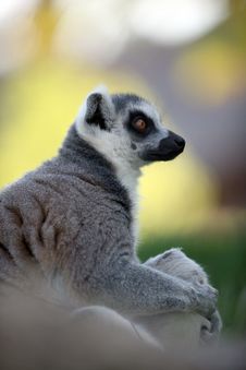 Ring-tailed Lemur Catta Royalty Free Stock Image