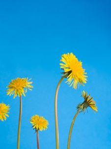 Dandelions Stock Image Dandelions Stock Image