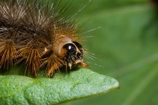 The Hungry Caterpillar Royalty Free Stock Image