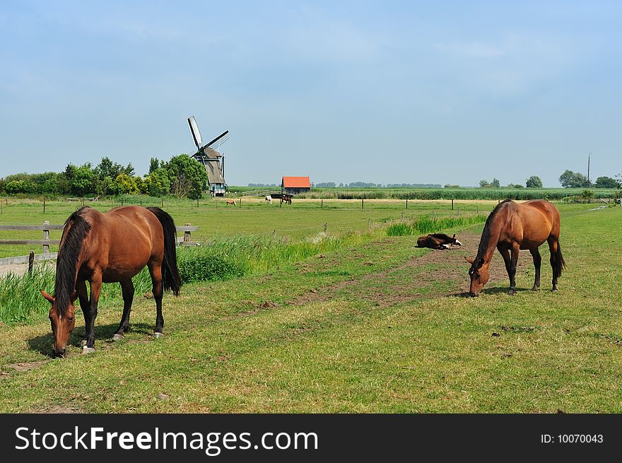 Windmill And Horses On Farmland