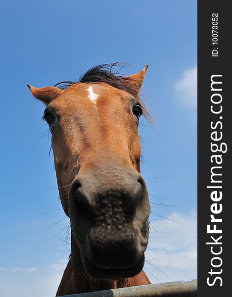 Funny image of a brown horse with a blue sky background. Funny image of a brown horse with a blue sky background