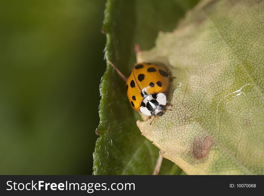Macro shot of a ladybug on a leaf