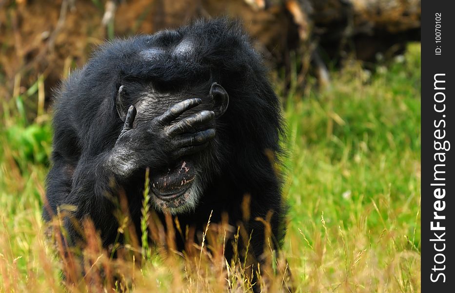 Close-up of a chimpanzee (Pan troglodytes)