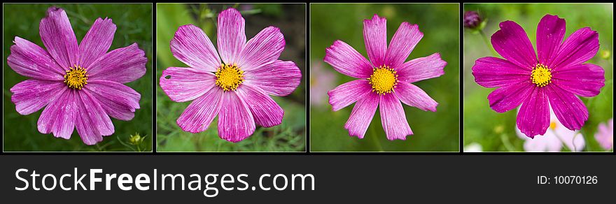 Set of four flower pictures horizontal. Set of four flower pictures horizontal