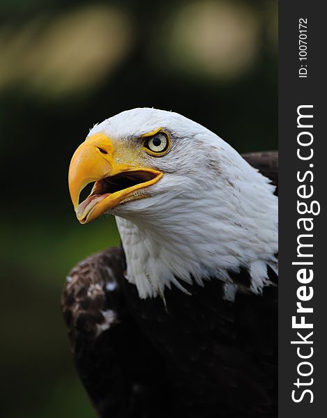 Portrait of a American bald eagle