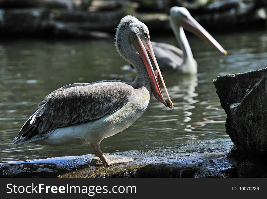 Pelican catching some fish