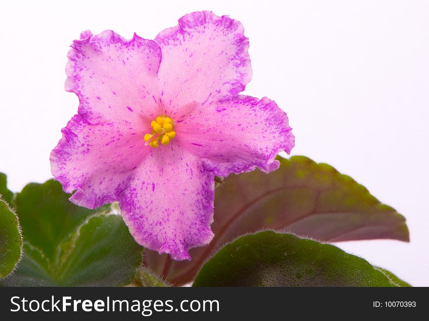 Fresh violets isolated on white background