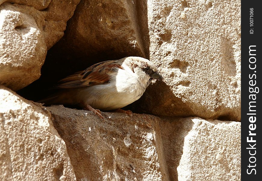 Sparrow an a tiny rock hole