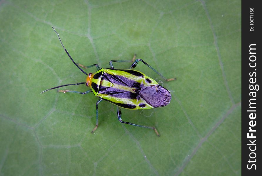 A four-lined plant beetle on a leaf. A four-lined plant beetle on a leaf