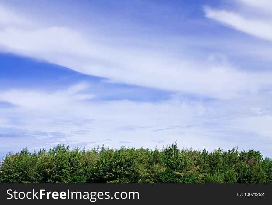 Pine Forest And Blue Sky