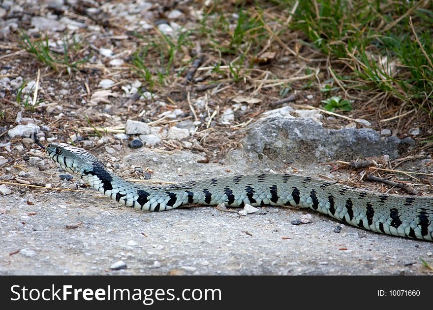 A big snake capture on the italian garden