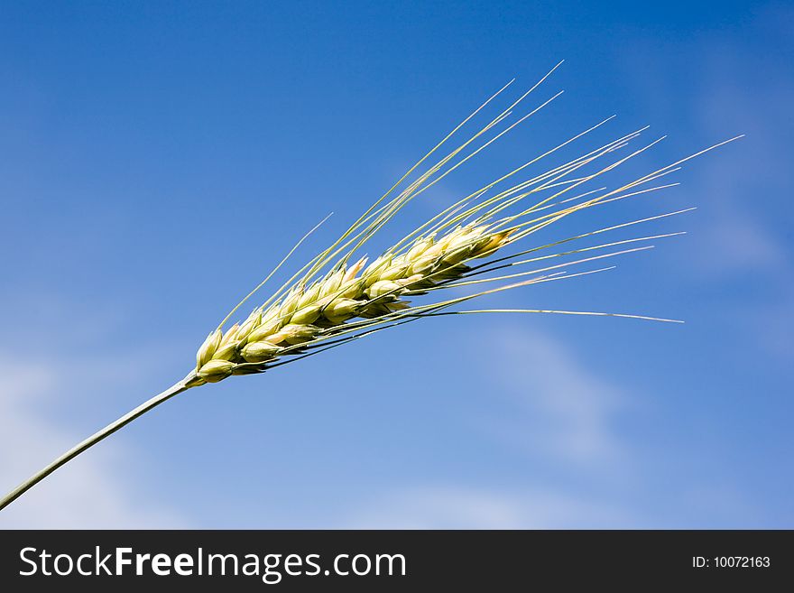 Ear of rye behind blue sky