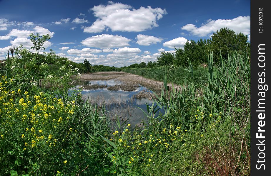 Old pond plentifully grown on coast dense thickets of grasses