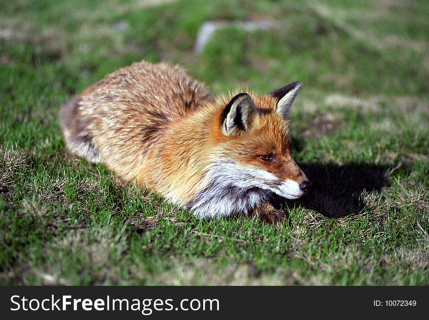 Redish fox ready for sleeping