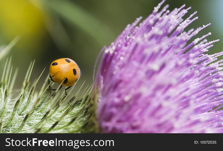 Ladybird on a pink and green thistle in a meadow