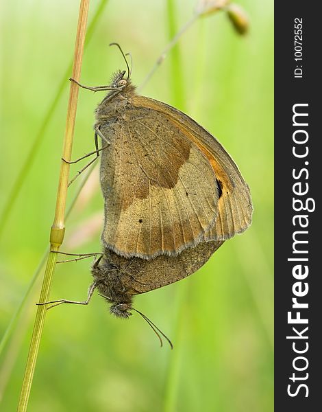 Meadow Brown butterflies mating in the long grass